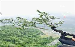 Siết chặt kiểm soát khai thác cây Muội hồng