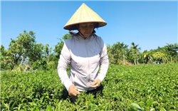 Cây Chè “bước đệm” xóa đói giảm nghèo cho đồng bào dân tộc thiểu số ở Quảng Ninh