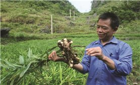 Cao Bằng: Đưa nông sản hữu cơ thành thế mạnh
