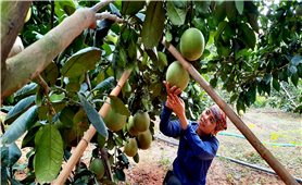 Bắc Giang: Chuyển đổi cơ cấu cây trồng đúng hướng làm giàu cho nông dân