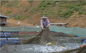 Sơn La: HTX nuôi trồng thủy sản giúp người dân vươn lên làm giàu