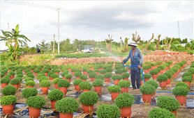Tây Nam Bộ: Nhà vườn lo ngại đầu tư cho sản phẩm phục vụ Tết