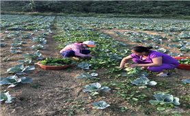 Tuyên Quang:Trồng rau sạch trái vụ cho giá trị cao