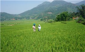 Bát Xát (Lào Cai): Hơn 200 ha lúa đặc sản Séng Cù nguy cơ mất trắng