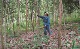 Thanh Hóa: Nhiều nông dân thoát nghèo nhờ phát triển kinh tế rừng