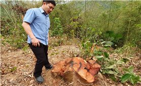 Hạt kiểm lâm Bá Thước (Thanh Hóa): Báo cáo “sót” nhiều cây gỗ quý hiếm bị chặt hạ trái phép?