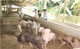Thanh Hóa: Đẩy nhanh tái đàn lợn có kiểm soát