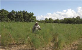 Ứng dụng công nghệ Israel để trồng măng tây xanh: Đánh thức tiềm năng vùng đất khô hạn
