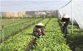 Kinh tế tập thể ở Phú Yên: Ứng dụng KH-KT để phát triển bền vững