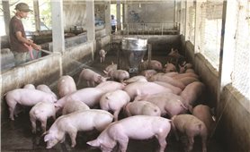 Bình ổn giá thịt lợn: Đâu là giải pháp thích hợp?