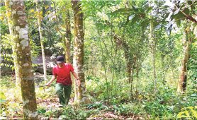 Đề án đầu tư vùng chuyên canh cây quế Trà Bồng (Quảng Ngãi): Vừa “khai sinh” đã “khai tử”