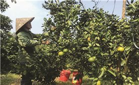 Phát triển “nóng” diện tích cây ăn quả có múi ở Hòa Bình: Nguy cơ thoái hóa chất lượng giống