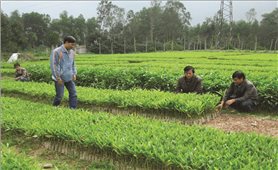 Khánh Vĩnh (Khánh Hòa): Hướng đến phát triển lâm nghiệp bền vững