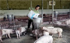 Trang trại nuôi lợn cho thu nhập tiền tỷ mỗi năm tại Sơn La