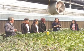 Huyện Đan Phượng (Hà Nội): Nâng chất nông thôn mới từ sản phẩm OCOP