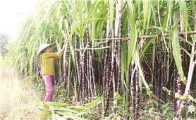 Khánh Hòa: Nâng cao chất lượng cho sản phẩm OCOP