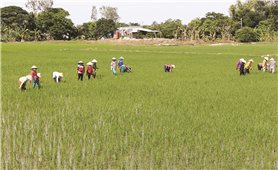 Xuất khẩu gạo thơm sang thị trường châu Âu (EU): Cơ hội khẳng định vị thế gạo Việt
