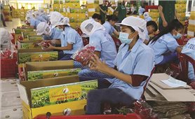 Nông sản Việt chuẩn bị “hành trang” sang EU