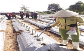 Hợp tác xã ở Đam Rông (Lâm Đồng): Giải quyết tốt việc làm cho lao động nông thôn
