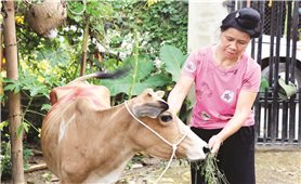 Điện Biên: Hộ nghèo nhận bò lại “đeo” khoản nợ