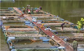 Điện Biên: Hàng chục tấn cá lồng chết nổi trắng hồ