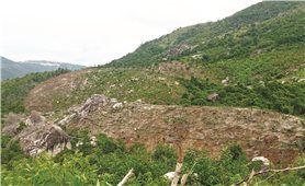 Nạn phá rừng Suối Tân, huyện Cam Lâm (Khánh Hòa): Chính quyền có làm ngơ