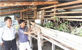 Bác Ái (Ninh Thuận): Nhiều hộ thoát nghèo từ nguồn Qũy hỗ trợ nông dân