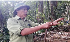 Lão nông ở bản Vịn hơn 20 năm giữ rừng