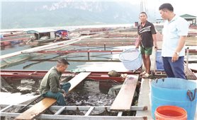 Quỳnh Nhai (Sơn La): Triển vọng làm giàu  từ nuôi cá lồng