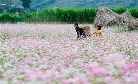 Nhiều hoạt động đặc sắc tại Lễ hội hoa Tam giác mạch tỉnh Hà Giang năm 2020