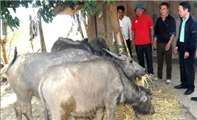 Gần 200 con gia súc ở Mù Cang Chải mắc bệnh lở mồm long móng