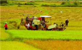 Chuyển mục đích sử dụng đất trồng lúa ba tỉnh Long An, Hải Dương, Thái Nguyên