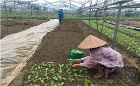 Đà Nẵng:Tập trung hỗ trợ nông dân khôi phục trồng trọt, chăn nuôi sau bão lũ
