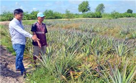 Tây Ninh: Hình thành các vùng sản xuất nông nghiệp hữu cơ