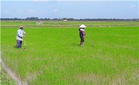 Bộ Nông nghiệp và phát triển nông thôn: Tạo sinh kế tạm thời cho người dân miền Trung sau mưa lũ