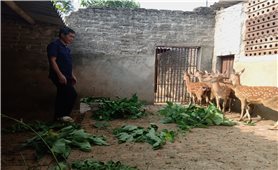 Nhiều hộ dân ở Cúc Phương đang làm giàu từ nghề nuôi hươu
