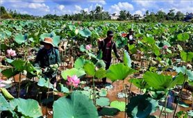 Thừa Thiên Huế: Mở rộng diện tích trồng sen đạt hiệu quả kinh tế cao