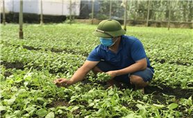 Đông Anh (Hà Nội): Sản phẩm OCOP – Nâng tầm vị thế nông sản địa phương