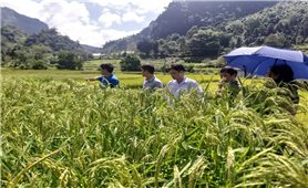 Mô hình trình diễn sản xuất lúa nếp dâu thành công tại xã Cốc Ly