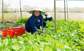 Quảng Bình: Người dân có “cần câu” nhờ học nghề nông nghiệp