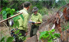 Khánh Hòa: Kiểm tra, xử lý trách nhiệm cán bộ liên quan vụ phá rừng Suối Tân