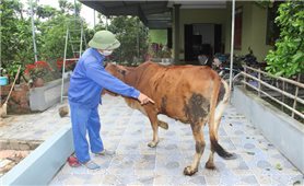 Các tỉnh miền Trung: Khoanh vùng dập dịch viêm da nổi cục trên trâu bò