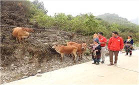“Ngân hàng bò” giúp người dân Sìn Hồ thoát nghèo