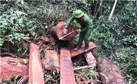 Quảng Bình: Tăng cường ngăn chặn, xử lý các hành vi phá hoại rừng