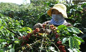 Lập lại vị thế cây cà phê Arabica ở Đông Trường Sơn: Đồng bào Bru Vân Kiều tham gia xây dựng thương hiệu cà phê quốc gia (Bài 2)