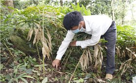 Xã vùng biên Mù Sang khởi sắc từ chuyển đổi cây trồng thích ứng với biến đổi khí hậu