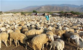 Kỹ thuật chăn nuôi cừu