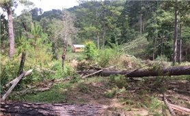 Lâm Đồng xử phạt hai chủ hộ hơn 220 triệu đồng và buộc trồng lại rừng bị phá trái phép