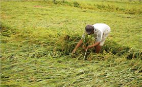 Nhiều diện tích lúa, cây trồng ở Quảng Bình bị ảnh hưởng do dông lốc