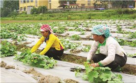 Phát huy nội lực của người dân trong công tác giảm nghèo: Nhìn từ Lào Cai